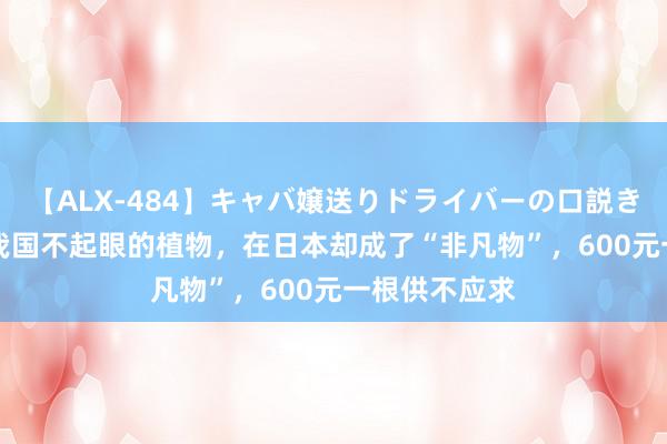 【ALX-484】キャバ嬢送りドライバーの口説きハメ撮り 2 我国不起眼的植物，在日本却成了“非凡物”，600元一根供不应求